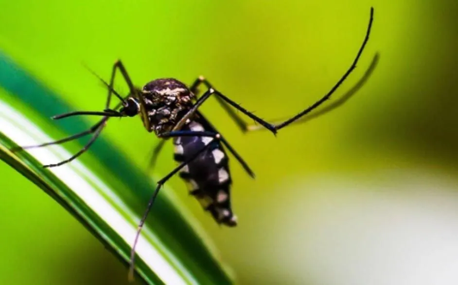Control de zancudos y prevención del dengue