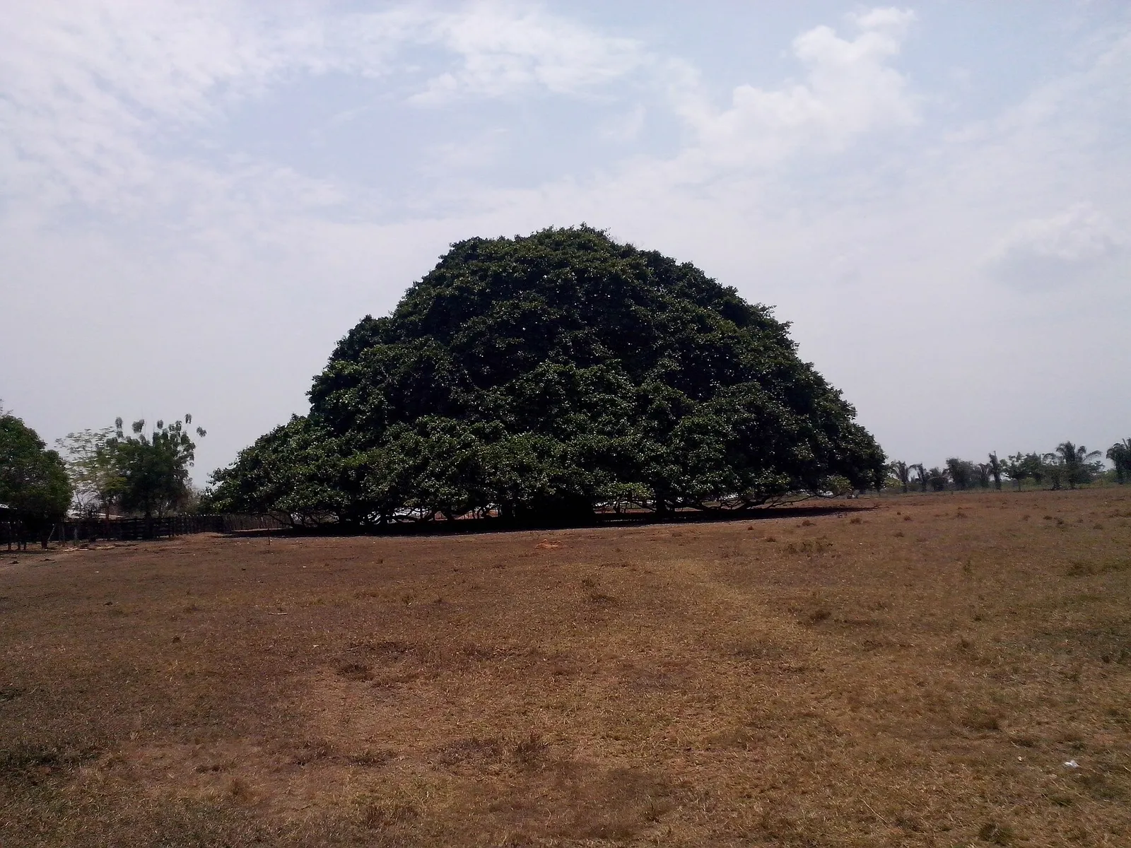 El gran caucho de San Marcos
